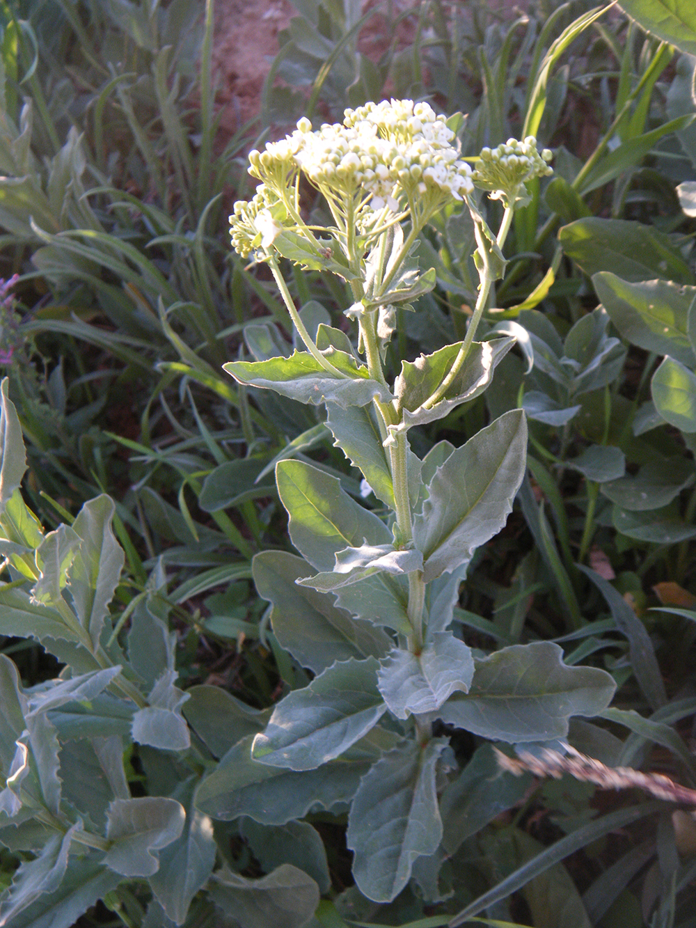 Lepidium Draba (Pebrereta)